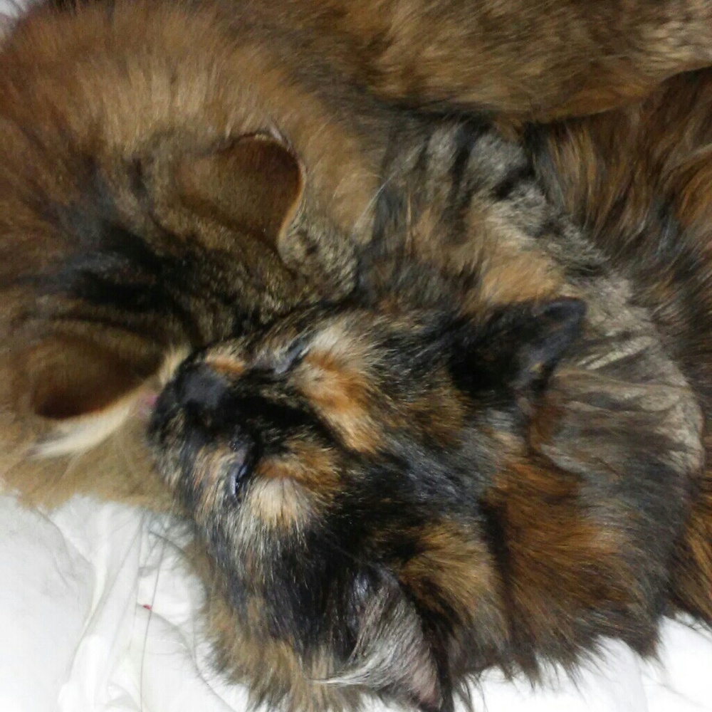 PURRRE LOVE....... - Picture 3 of 8